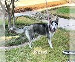 Small Siberian Husky Mix