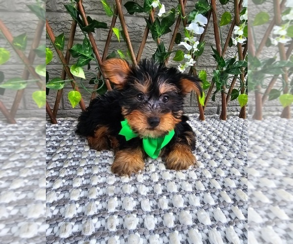 Medium Photo #4 Yorkshire Terrier Puppy For Sale in INDIANAPOLIS, IN, USA