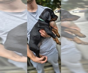 Medium Doberman Pinscher