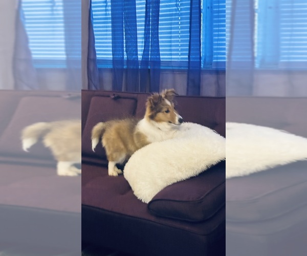 Medium Photo #4 Shetland Sheepdog Puppy For Sale in SIOUX CITY, IA, USA