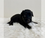 Small #8 Aussiedoodle Miniature -Miniature Bernedoodle Mix