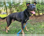Small #2 Rottweiler Mix