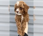 Puppy Charlotte Cavapoo