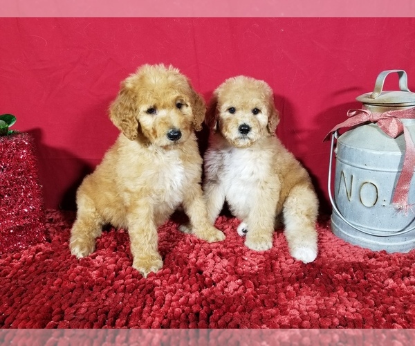 Medium Photo #10 Poodle (Standard) Puppy For Sale in COLORADO SPRINGS, CO, USA