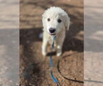 Small #2 Great Pyrenees