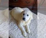 Small Photo #3 Golden Retriever Puppy For Sale in CITRUS HEIGHTS, CA, USA