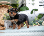 Small Photo #24 Shorkie Tzu Puppy For Sale in KIRKWOOD, PA, USA