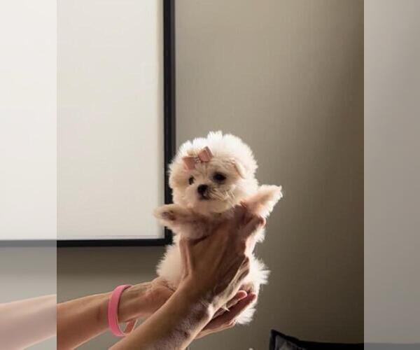 Medium Photo #4 Maltese Puppy For Sale in BEVERLY HILLS, CA, USA