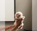 Small #3 Maltese