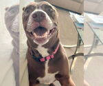 Small #22 American Staffordshire Terrier-Labrador Retriever Mix