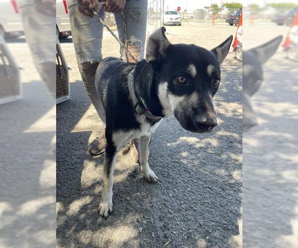 Medium Photo #1 German Shepherd Dog Puppy For Sale in Stockton, CA, USA