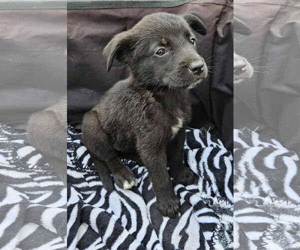 Medium Photo #3 Labrador Retriever-Unknown Mix Puppy For Sale in Corinth, MS, USA
