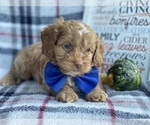 Small Photo #3 Cocker Spaniel-Poodle (Miniature) Mix Puppy For Sale in CEDAR LANE, PA, USA