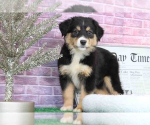 Miniature Australian Shepherd Puppy for sale in BEL AIR, MD, USA