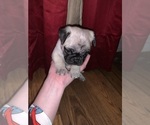 Puppy 3 Pug