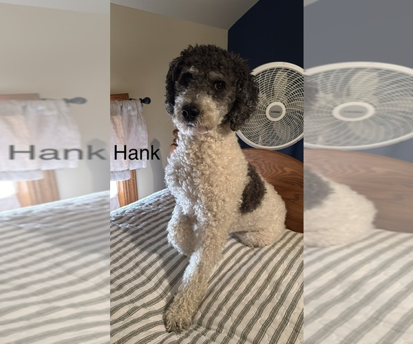 Medium Photo #1 Bernedoodle Puppy For Sale in SIBLEY, IL, USA