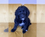 Puppy 7 Bernese Mountain Dog-Portuguese Water Dog Mix