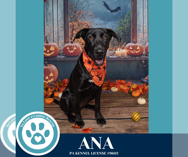 Medium Photo #5 Labrador Retriever-Unknown Mix Puppy For Sale in Kimberton, PA, USA