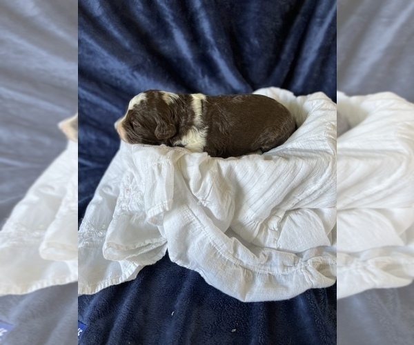 Medium Photo #2 Aussiedoodle Puppy For Sale in MONTEZUMA, GA, USA