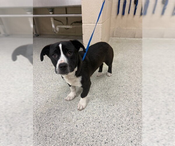 Medium Photo #1 Pembroke Welsh Corgi-Unknown Mix Puppy For Sale in Conroe, TX, USA