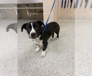 Pembroke Welsh Corgi-Unknown Mix Dogs for adoption in Conroe, TX, USA