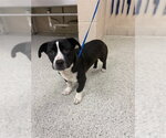 Small Pembroke Welsh Corgi Mix