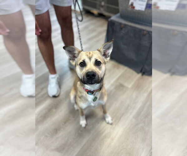 Medium Photo #1 American Pit Bull Terrier-Labrador Retriever Mix Puppy For Sale in Claremore, OK, USA