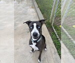 DORI - Female Labrador Retriever-Unknown Mix Dog for Adoption - Small photo