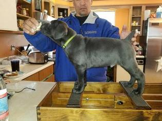 Cane Corso Puppy for sale in EDGARTOWN, MA, USA