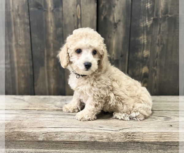 Medium Photo #3 Poodle (Miniature) Puppy For Sale in DUNDEE, OH, USA