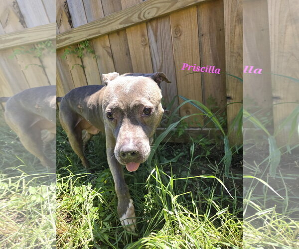 Medium Photo #1 American Staffordshire Terrier-Unknown Mix Puppy For Sale in Jackson, MS, USA
