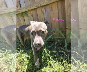 American Staffordshire Terrier-Unknown Mix Dogs for adoption in Jackson, MS, USA