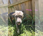Small American Staffordshire Terrier Mix
