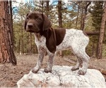 Small German Shorthaired Pointer