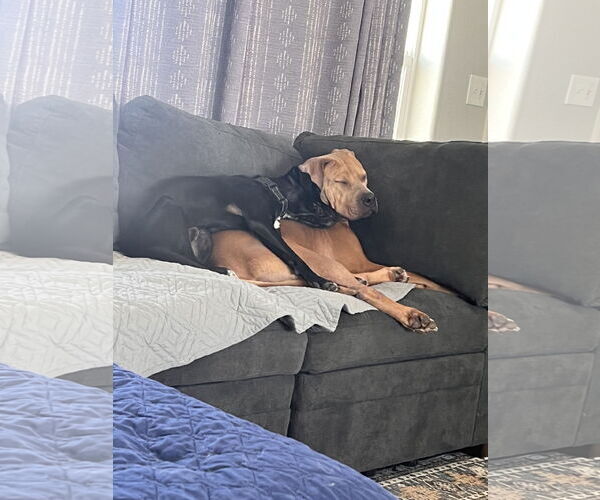 Medium Photo #7 American Pit Bull Terrier-Unknown Mix Puppy For Sale in Polson, MT, USA