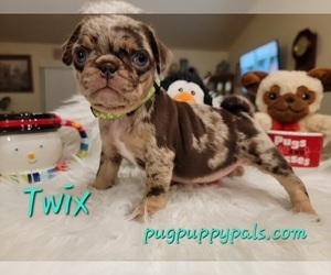Pug Puppy for sale in SPRING HILL, FL, USA