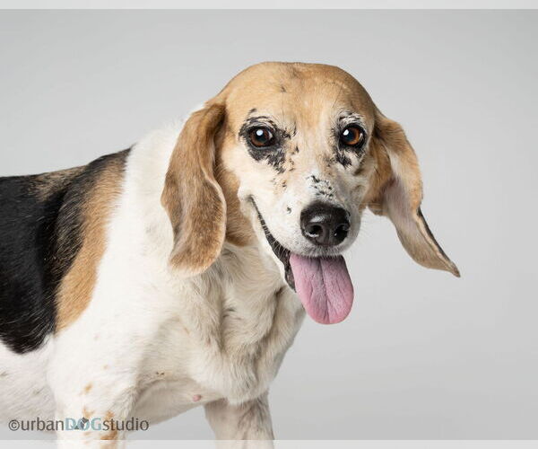 Medium Photo #1 Beagle Puppy For Sale in Tampa, FL, USA