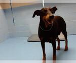 Small Doberman Pinscher