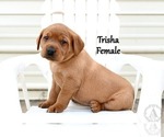 Small #3 Labrador Retriever