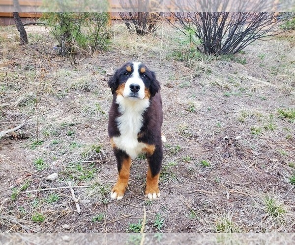 Medium Photo #6 Bernese Mountain Dog Puppy For Sale in BLACK FOREST, CO, USA