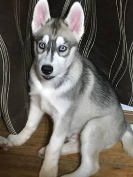 Medium Photo #1 Siberian Husky Puppy For Sale in JOPLIN, MO, USA