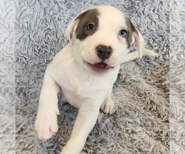 Medium Photo #2 Mutt Puppy For Sale in Fargo, ND, USA