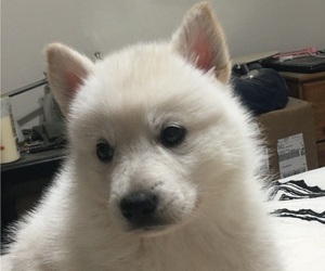 American Eskimo Dog-German Shepherd Dog Mix Puppy for sale in AURORA, CO, USA