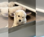 Small Photo #6 English Cream Golden Retriever Puppy For Sale in LINCOLN, CA, USA