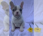 Small Photo #3 French Bulldog Puppy For Sale in ROCK STREAM, NY, USA