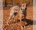 Small Photo #7 German Pinscher-Unknown Mix Puppy For Sale in Talladega, AL, USA