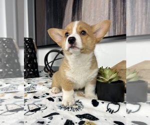 Medium Pembroke Welsh Corgi