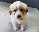 Puppy 4 Border Collie-Great Pyrenees Mix