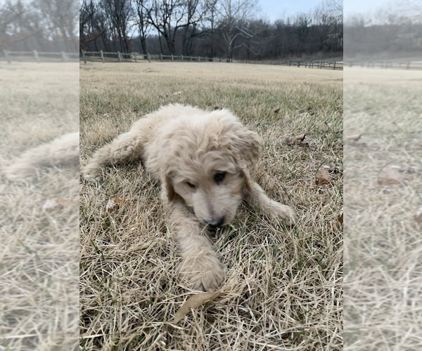 Medium Photo #7 Goldendoodle Puppy For Sale in KNOB NOSTER, MO, USA