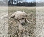 Small Photo #7 Goldendoodle Puppy For Sale in KNOB NOSTER, MO, USA